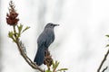 Grey Catbird and Sumac, Southwestern Ontario, Canada