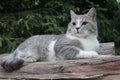 Grey Cats Of British Breed Close-up Outdoors On Logs
