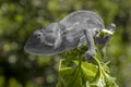 Grey chameleon on a branch