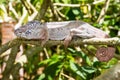 Grey chameleon Madagascar