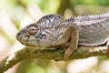 Grey chameleon portrait