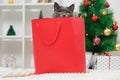 A grey chartreux cat look out of a red gift wrapping bag. A cat on the background of Christmas tree, garlands, gifts Royalty Free Stock Photo