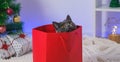 A grey chartreux cat look out of a red gift wrapping bag. A cat on the background of Christmas tree, garlands, gifts Royalty Free Stock Photo