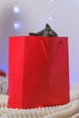 A grey chartreux cat look out of a red gift wrapping bag. A cat on the background of Christmas tree, garlands, gifts Royalty Free Stock Photo