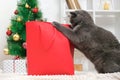 A grey chartreux cat look out of a red gift wrapping bag. A cat on the background of Christmas tree, garlands, gifts Royalty Free Stock Photo