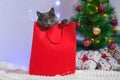 A grey chartreux cat look out of a red gift wrapping bag. A cat on the background of Christmas tree, garlands, gifts Royalty Free Stock Photo