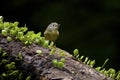 Grey-cheeked Fulvetta, Alcippe morrisonia Royalty Free Stock Photo