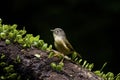 Grey-cheeked Fulvetta,Alcippe morrisonia Royalty Free Stock Photo