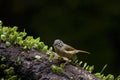 Grey-cheeked Fulvetta,Alcippe morrisonia Royalty Free Stock Photo