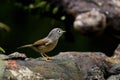 Grey-cheeked Fulvetta,Alcippe morrisonia Royalty Free Stock Photo