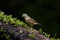 Grey-cheeked Fulvetta,Alcippe morrisonia Royalty Free Stock Photo