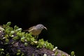 Grey-cheeked Fulvetta, Alcippe morrisonia Royalty Free Stock Photo