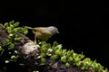 Grey-cheeked Fulvetta,Alcippe morrisonia Royalty Free Stock Photo