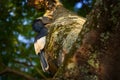 Grey-cheeked hornbill sitting tree trunk nest with green vegetation, Entebbe, Uganda. Black-and-white-casqued hornbill, Bycanistes Royalty Free Stock Photo