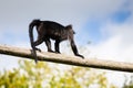 Grey-cheeked Mangabey, a tree-dwelling monkey with long limbs, a ruffled tail that is longer than its body Royalty Free Stock Photo