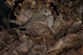 Grey-cheeked Thrush - Catharus minimus Royalty Free Stock Photo