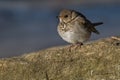 Grey-cheeked Thrush - Catharus minimus Royalty Free Stock Photo