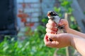 Grey chicken in children`s hands. New life. Small bird Royalty Free Stock Photo