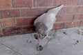 A chicken pecking at a dead mouse Royalty Free Stock Photo