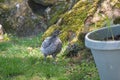 Grey chicken walking in the grass with mossy rock