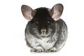 Grey chinchilla