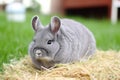 Grey chinchilla animal on green grass. Generate Ai