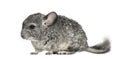 Grey chinchilla standing, isolated