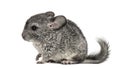 Grey chinchilla standing, isolated