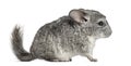 Grey chinchilla standing, isolated