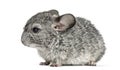 Grey chinchilla standing,