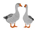 Grey Chinese Goose vector illustration isolated on white background. Goose couple in love isolated on white background.