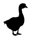 Grey Chinese Goose vector silhouette illustration isolated on white background. Goose symbol isolated on white background. Royalty Free Stock Photo