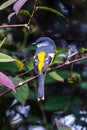 The Grey-Chinned-Minive Fat Labuan.