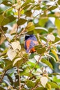 The Grey-Chinned-Minive M Labuan.