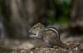 Grey chipmunk eating being on the ground