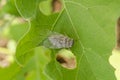 Grey Cicada On Green Leaf Royalty Free Stock Photo