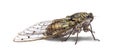 Grey Cicada, isolated