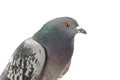 Grey city pigeon. Isolated on white background.