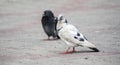 Grey city pigeon. Selective focus.