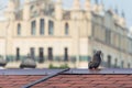 Grey City Pigeon Standing On Red Tile Roof