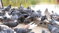 Grey city pigeons are fed bread in the park