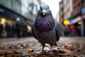 Grey city wild nature birds animal pigeon street dove wildlife Royalty Free Stock Photo