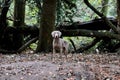 Weimaraner grey coat gum dog.young female