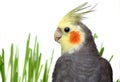 Grey Cockatiel Isolated with green grass