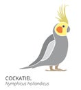 Grey cockatiel Nymphicus hollandicus, corella cartoon bird.