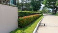 A Grey color concrete road in the middle of trees under shading, colorful flowering plant and green shrub by sideway