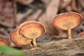 grey color mushroom on wood