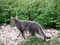 Grey color tabby cat hunting mouse in a country side. Looking for prey in tall green grass. Country cat life Royalty Free Stock Photo