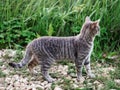 Grey color tabby cat hunting mouse in a country side. Looking for prey in tall green grass. Country cat life Royalty Free Stock Photo
