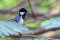 A beautiful Cinereous tit on a branch